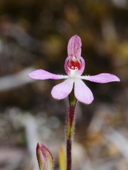 Caladenia minor
