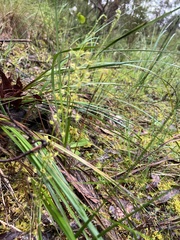 Drosera auriculata