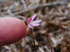 Caladenia minor
