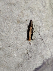 Monopis crocicapitella
