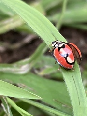 Cheilomenes bidentata