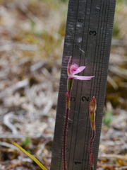 Caladenia minor