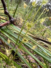 Drosera auriculata