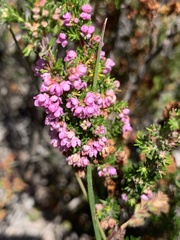 Erica mauritanica