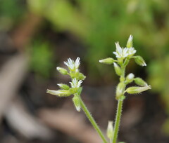 Cerastium glomeratum
