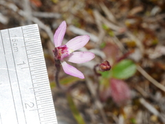 Caladenia minor