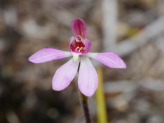 Caladenia minor
