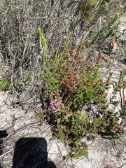 Erica mauritanica