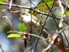 Melithreptus lunatus