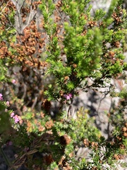 Erica mauritanica