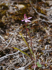 Caladenia minor
