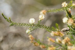 Melaleuca lanceolata