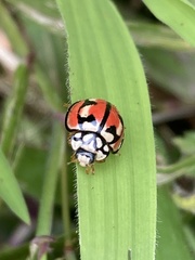 Cheilomenes bidentata