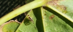 Graphopsocus