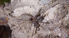 Tegenaria domestica