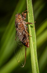 Birrima varians