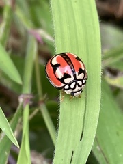 Cheilomenes bidentata