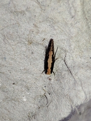 Monopis crocicapitella