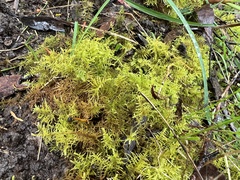 Thuidiopsis sparsa