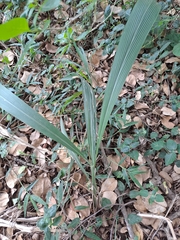 Setaria megaphylla