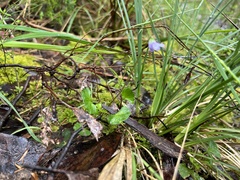Viola hederacea