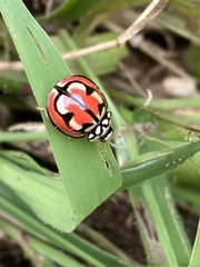 Cheilomenes bidentata