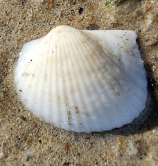 Anadara gubernaculum