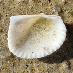 Anadara gubernaculum