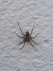 Lycosoides coarctata