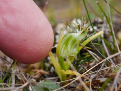 Pterostylis graminea