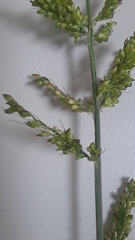 Setaria barbata
