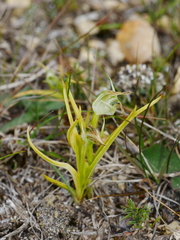 Pterostylis graminea