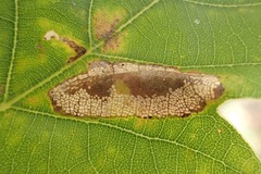 Phyllonorycter quercifoliella