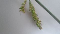 Setaria barbata