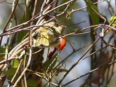 Melithreptus lunatus