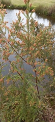 Passerina falcifolia