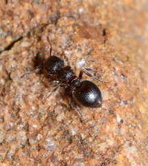 Meranoplus peringueyi