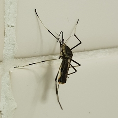 Toxorhynchites speciosus