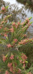 Passerina falcifolia