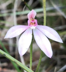 Caladenia fuscata