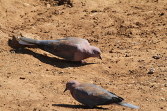 Streptopelia senegalensis senegalensis
