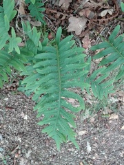 Polypodium