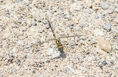 Austrogomphus guerini