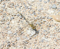 Austrogomphus guerini