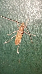 Oemona hirta