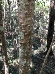 Zanthoxylum brachyacanthum
