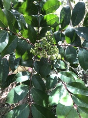 Zanthoxylum brachyacanthum