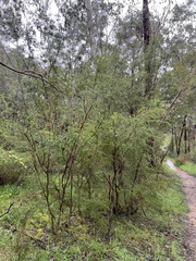 Kunzea leptospermoides