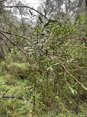 Kunzea leptospermoides