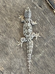 Hemidactylus platyurus